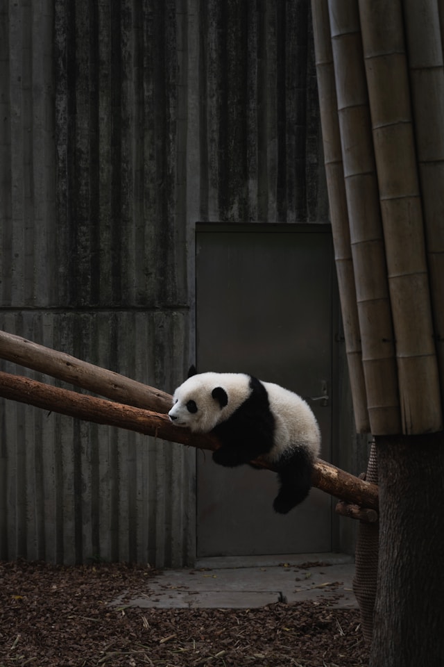 ningyu k22sk31g qm unsplash