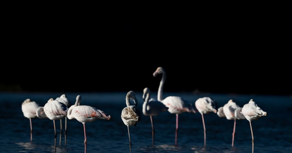 thing to do in agadir souss massa national park