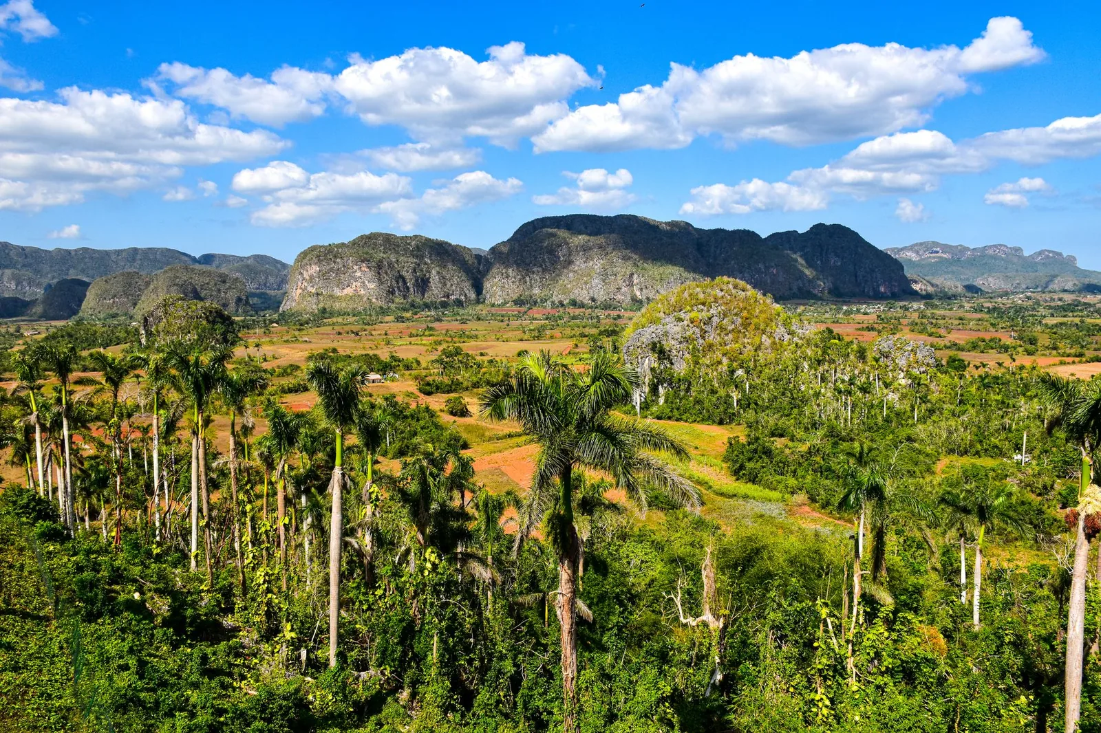 Vinales valley in Cuba, limestone mogote hills covered in greenery, palm trees and fields under a blue sky