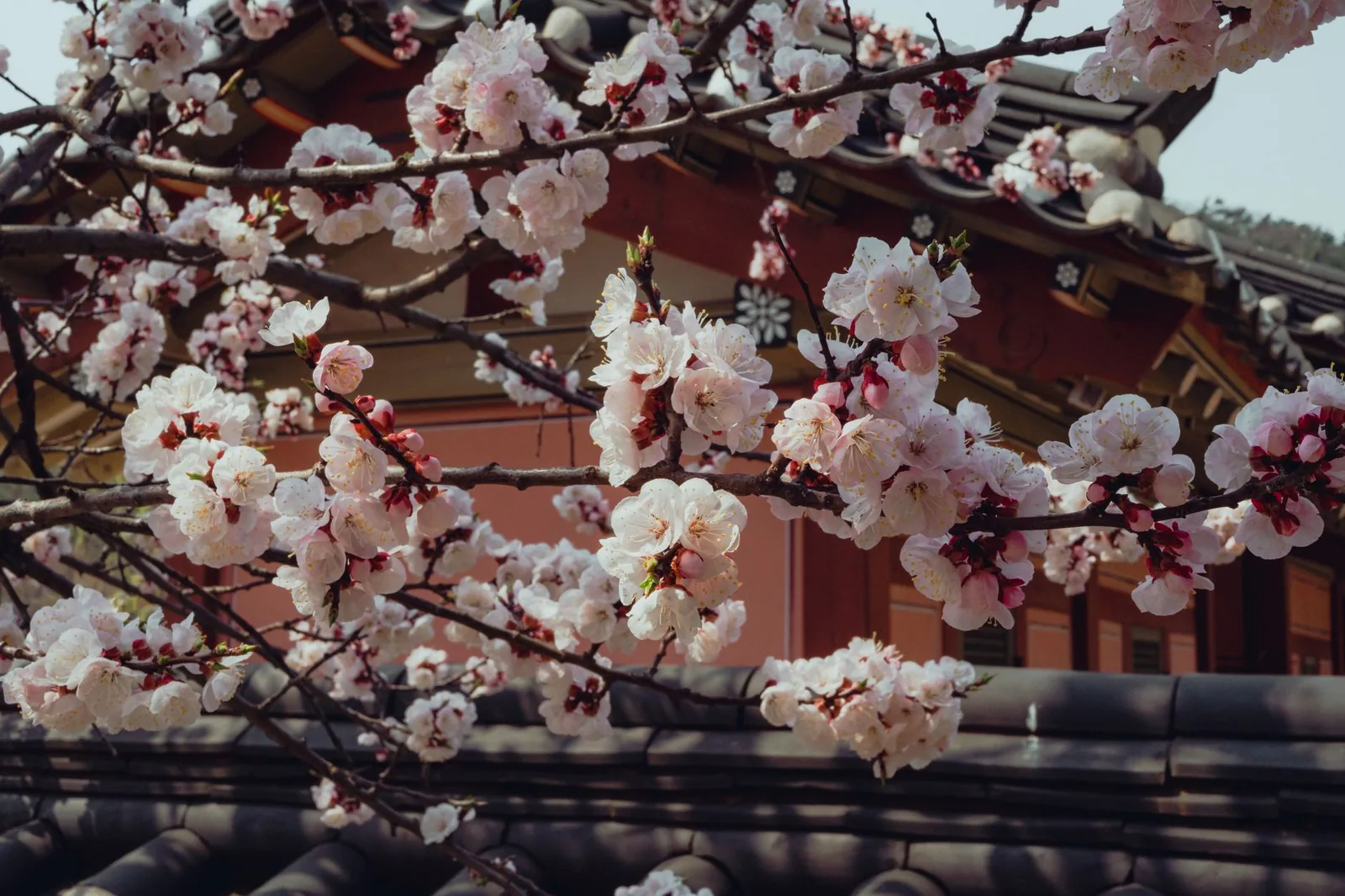 Cherry blossoms in full bloom in front of traditional Korean architecture in Suwon in spring