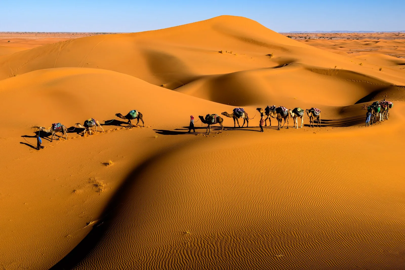 Caravana de dromedarios cruzando las dunas doradas del Sahara bajo un cielo azul