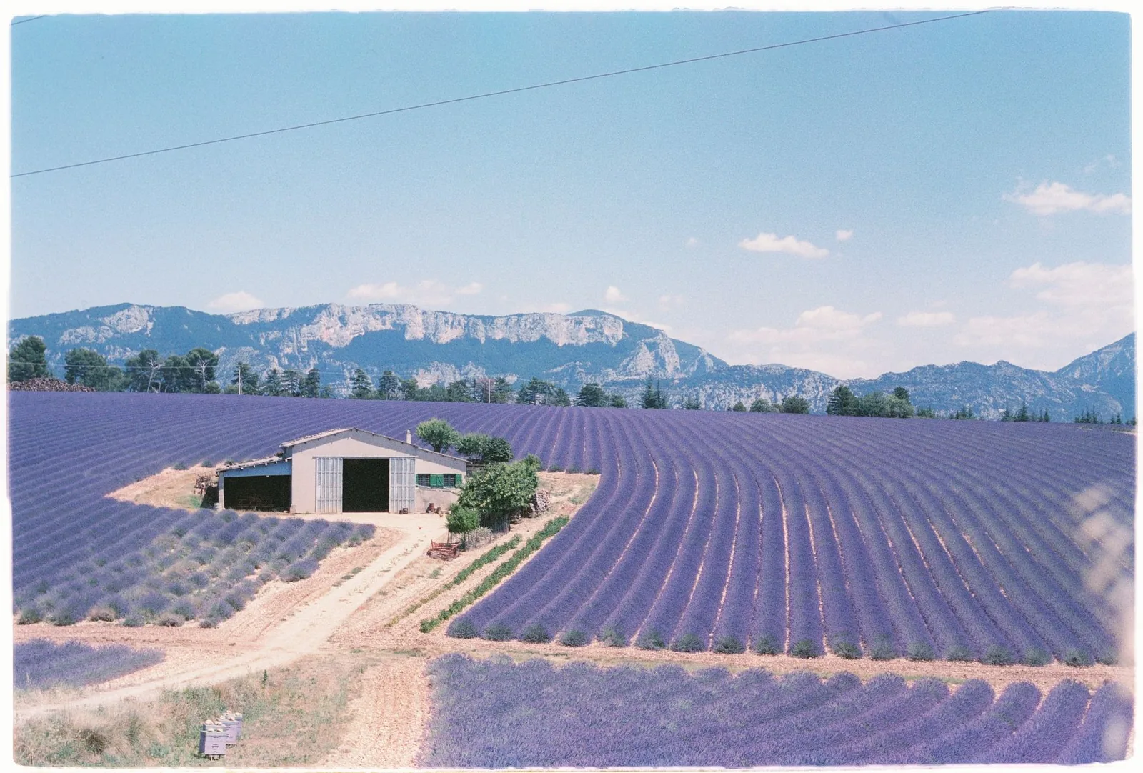 Campos de lavanda en la Provenza que se extienden hasta las montanas bajo un cielo azul, con una granja a lo lejos