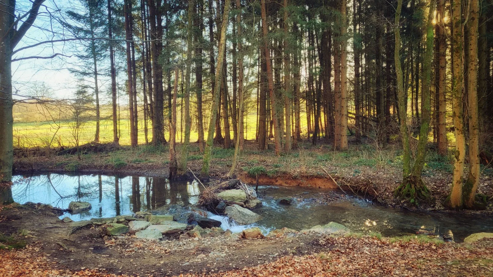 Bosque belga atravesado por un arroyo, con la luz dorada filtrándose entre los árboles y una pradera al fondo